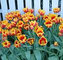Tulips bicoloured red & yellow 